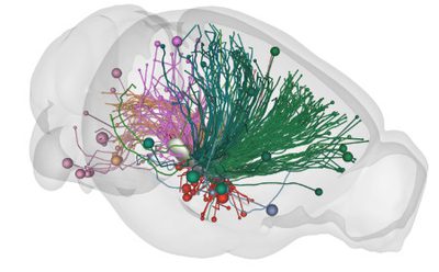 Traced neurons shown in 3D inside a mouse brain outline, rendered with BrainGlobe's brainrender