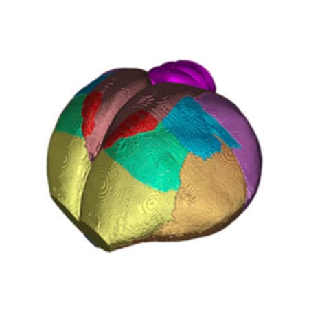 3D blackcap atlas template with brain area borders added