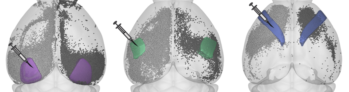 Locations of labelled somata following injections at three sites. Data from Weiler et al., eLife, 2025
