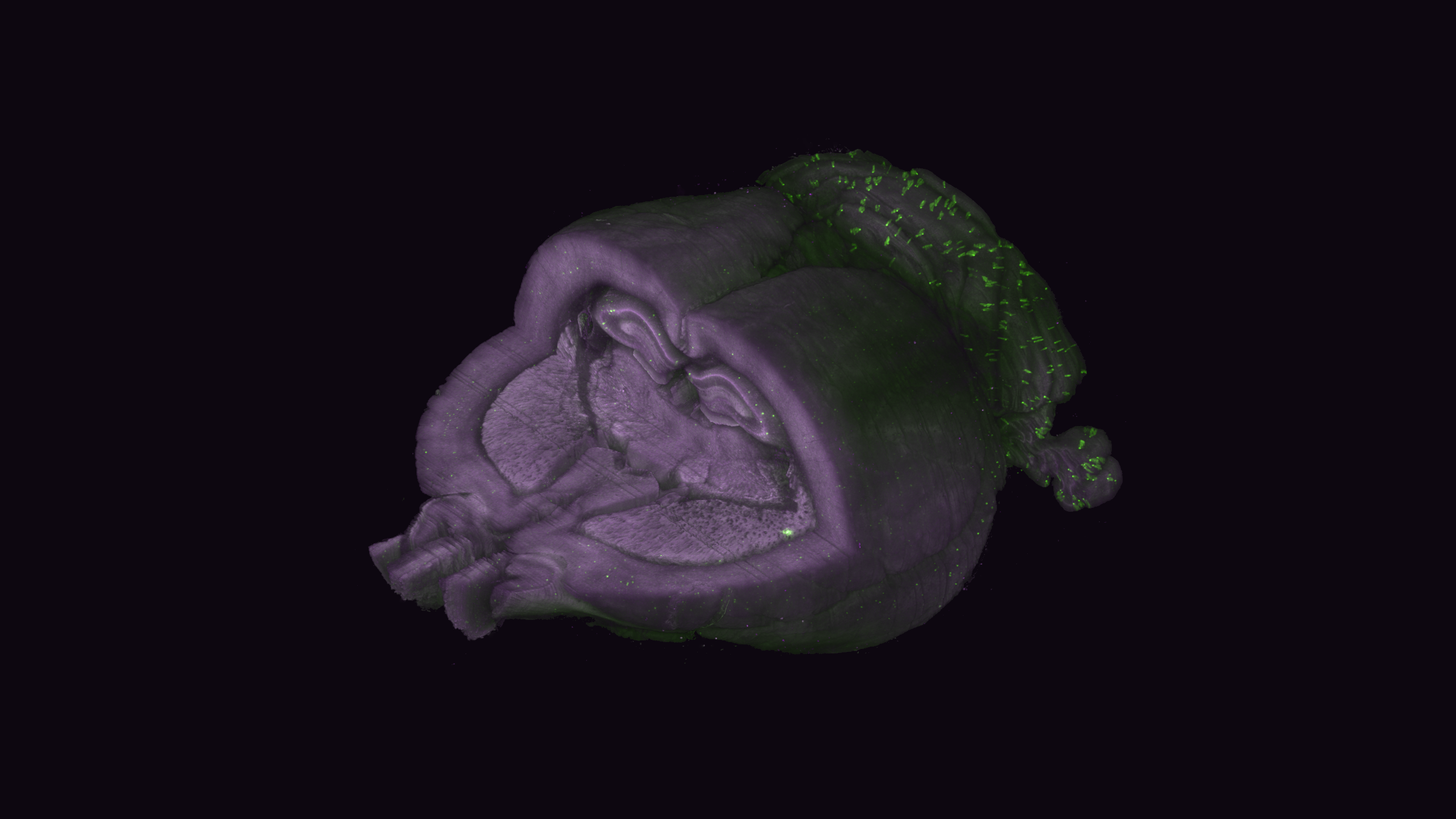 rat brain 3D